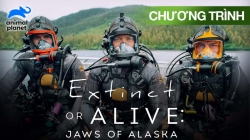 Biến Mất Hay Tồn Tại: Cá Mập Alaska