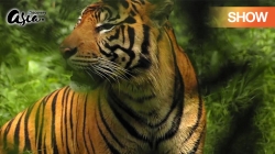 Biên Giới Sumatra