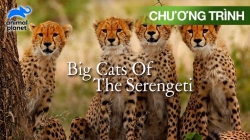 Loài Mèo Lớn Ở Serengeti