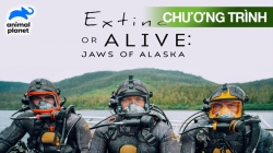 Biến Mất Hay Tồn Tại: Cá Mập Alaska