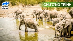 Etosha, Chảo Muối Vĩ Đại