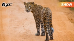 Sri Lanka - Báo Đốm Xứ Yala (Tập 1)