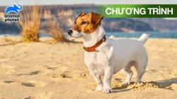 Đại Cương Về Loài Chó: Những Trò Mới (Tập 5)