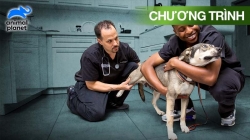Cuộc Sống Của Bác Sĩ Thú Y (Tập 4)
