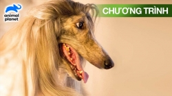 Những Chuyện Chưa Kể Về Loài Chó (Tập 2)