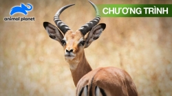 Chảo Lửa Châu Phi (Tập 3)