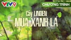 VTV Đặc Biệt: Cây Linden Mùa Xanh Lá