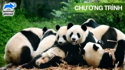 Trung Tâm Nghiên Cứu Và Bảo Tồn Gấu Trúc (Tập 4)