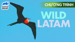 Mỹ Latinh Hoang Dã (Tập 2)