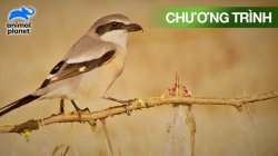 Trí Khôn Của Động Vật Hoang Dã (Tập 1)