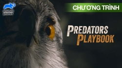 Chiến Thuật Của Thú Săn Mồi