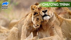 Cuộc Sống Nơi Hoang Dã Trong 24 Giờ