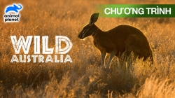 Australia Hoang Dã (Tập 1)