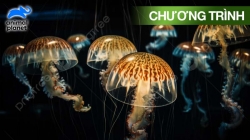 Sinh Vật Bóng Đêm