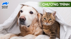 Đại Cương Về Thú Cưng