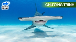 Quái Vật Đầu Búa