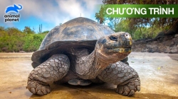 Galapagos: Thiên Đường Ẩn Giấu