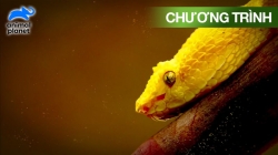 Vẻ Đẹp Của Rắn