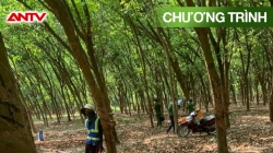 Hành Trình Phá Án: Án Mạng Trong Rừng Cao Su