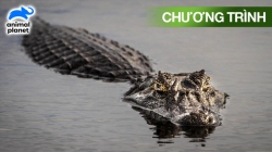 Cuộc Giải Cứu Cá Sấu Bất Khả Thi