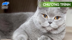 Những Sinh Vật Đáng Yêu Nhất Nước Mỹ
