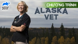 Bác Sĩ Dee: Bác Sĩ Thú Y Ở Alaska (Tập 2)