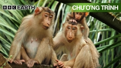 Động Vật Có Vú (Tập 4)