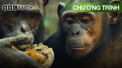 Các Loài Động Vật Có Vú (Tập 6)