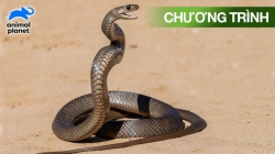 Thợ Bắt Rắn (Tập 10)