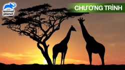 Hòn Ngọc Của Thiên Nhiên (Tập 12)