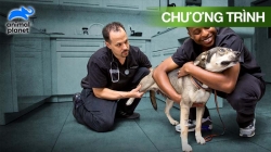 Cuộc Sống Của Bác Sĩ Thú Y (Tập 11)