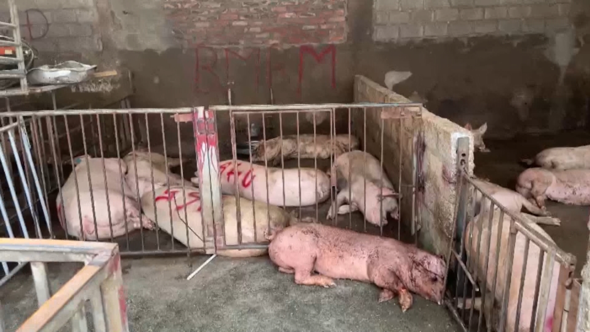Vĩnh Phúc: Thu Giữ 31 Con Lợn Bệnh Và 2.700kg Thịt Lợn Bẩn Sắp Tuồn Ra Thị Trường