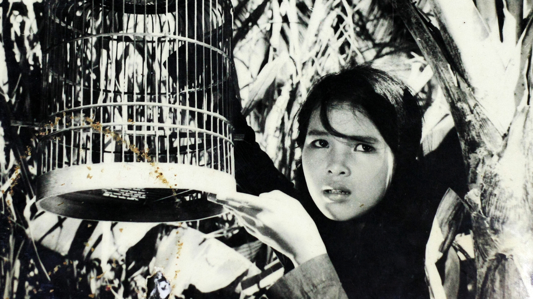 Con Chim Vành Khuyên