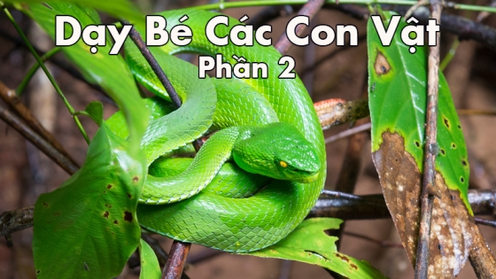 Dạy Bé Các Con Vật: Phần 2