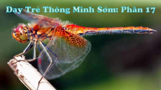 Dạy Trẻ Thông Minh Sớm: Phần 17