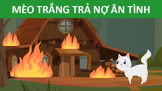 Mèo Trắng Trả Nợ Ân Tình