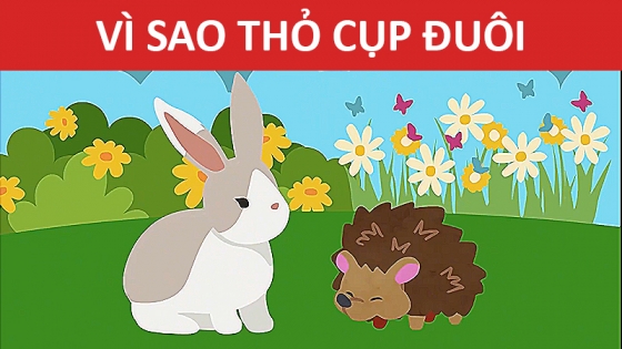 Vì Sao Thỏ Cụp Đuôi