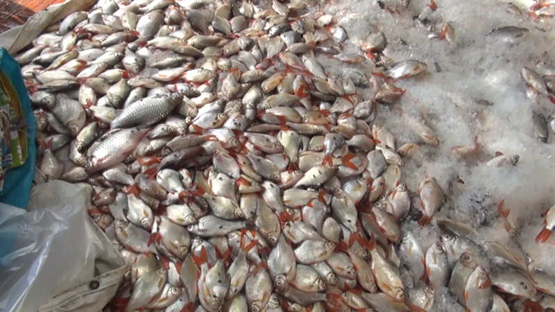Dân Làng Bè Châu Đốc "Tố" Nước Sông Hậu “Bất Thường” Khiến Cá Chết Hơn 150 Tấn